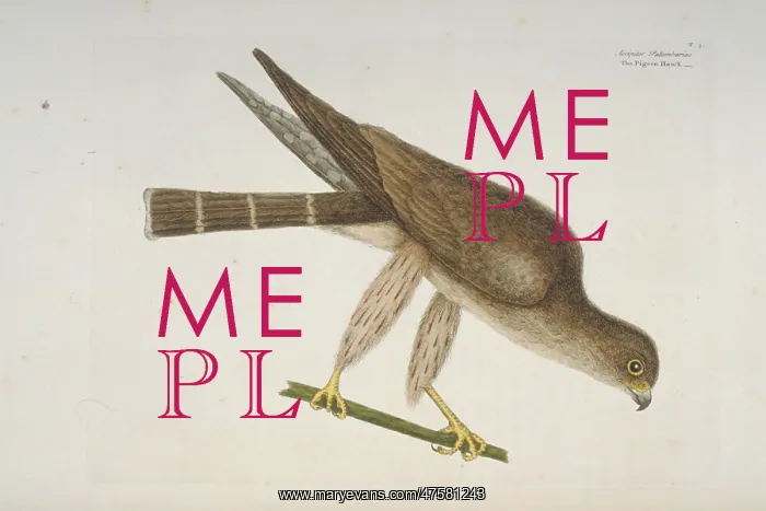 : Falco columbarius, merlin : Falco columbarius, merlin