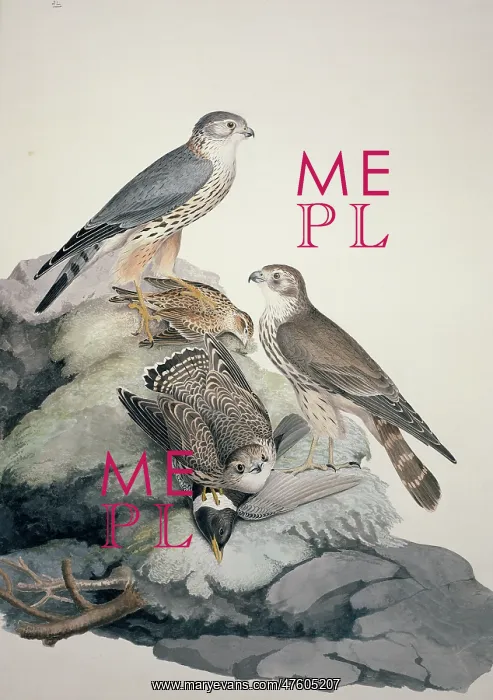 : Falco columbarius, merlin : Falco columbarius, merlin