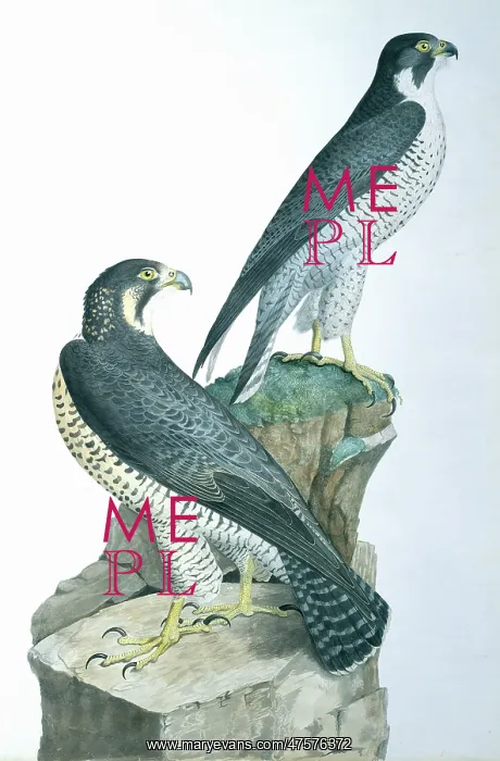 : Falco peregrinus, falcon : Falco peregrinus, falcon