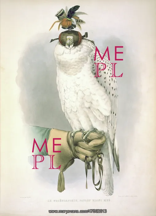 : Falco rusticolus, gyrfalcon : Falco rusticolus, gyrfalcon