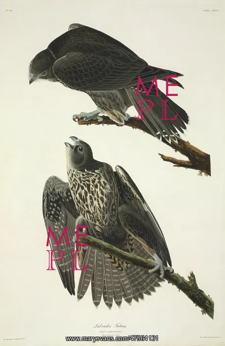 : Falco rusticolus, gyrfalcon : Falco rusticolus, gyrfalcon