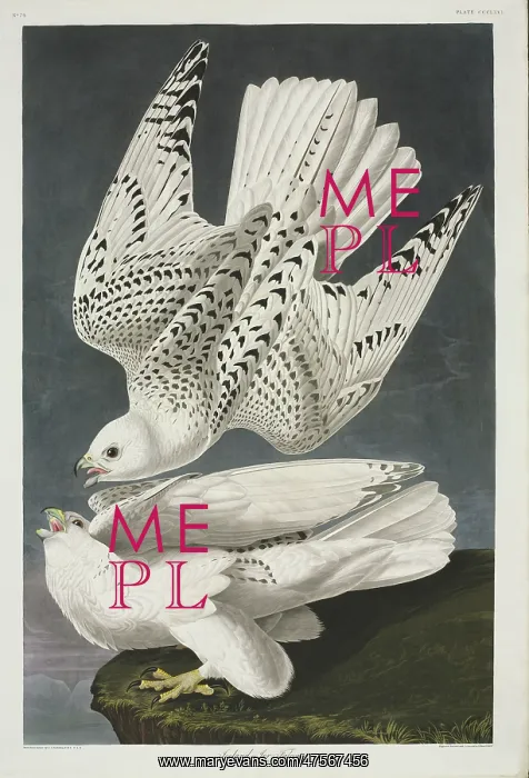 : Falco rusticolus, gyrfalcon : Falco rusticolus, gyrfalcon