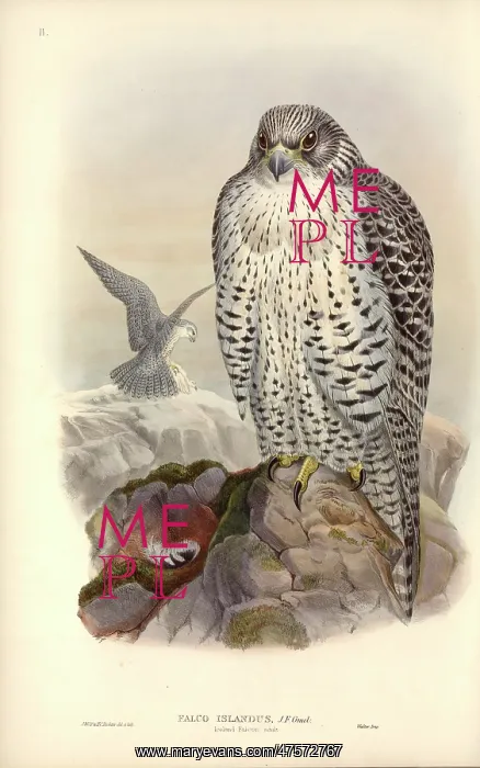 : Falco rusticolus, gyrfalcon : Falco rusticolus, gyrfalcon