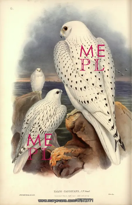 : Falco rusticolus, gyrfalcon : Falco rusticolus, gyrfalcon