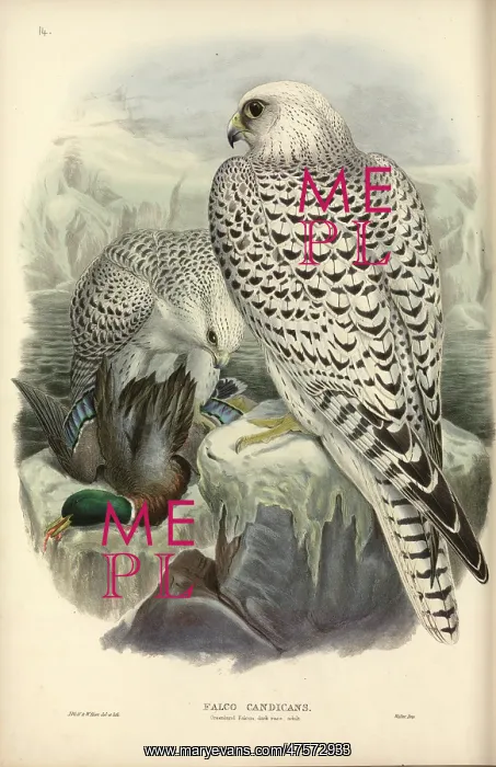 : Falco rusticolus, gyrfalcon : Falco rusticolus, gyrfalcon