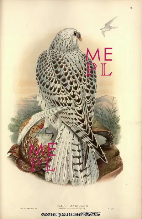 : Falco rusticolus, gyrfalcon : Falco rusticolus, gyrfalcon