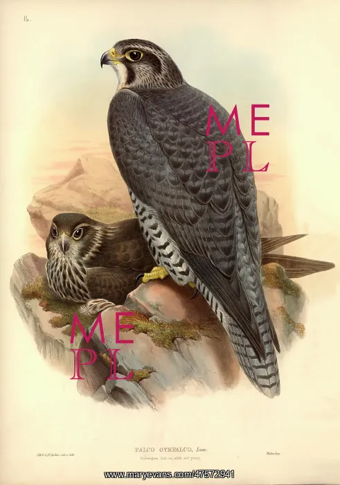 : Falco rusticolus, gyrfalcon : Falco rusticolus, gyrfalcon