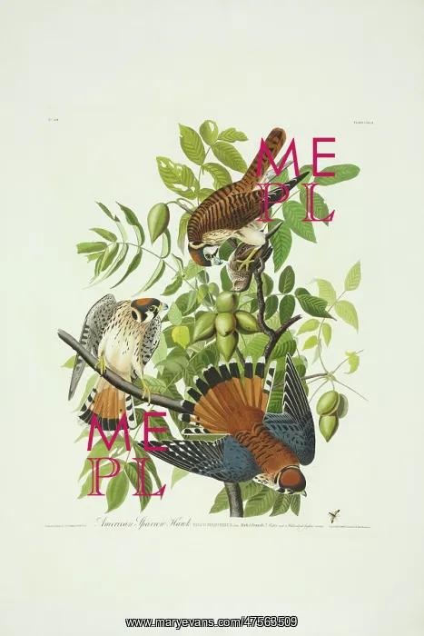 : Falco sparverius, American kestrel : Falco sparverius, American kestrel