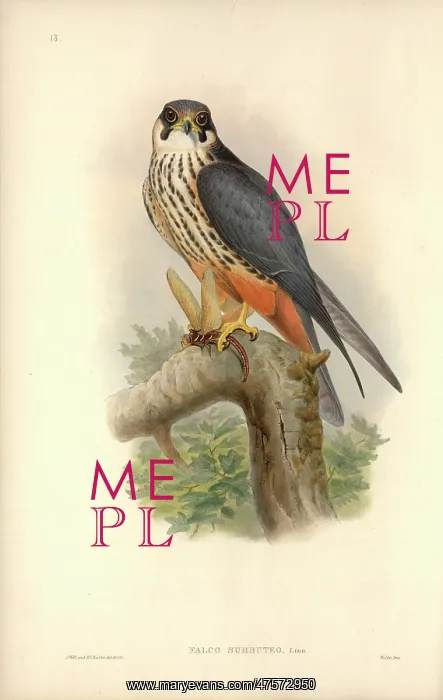 : Falco subbuteo, Eurasian hobby : Falco subbuteo, Eurasian hobby