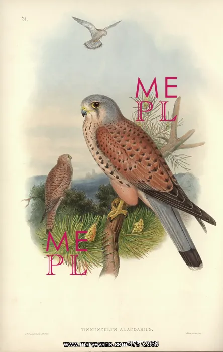 : Falco tinnunculus, common kestrel : Falco tinnunculus, common kestrel
