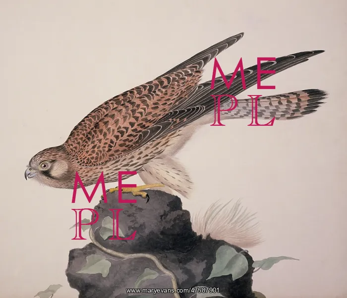  : Falco tinnunculus, common kestrel