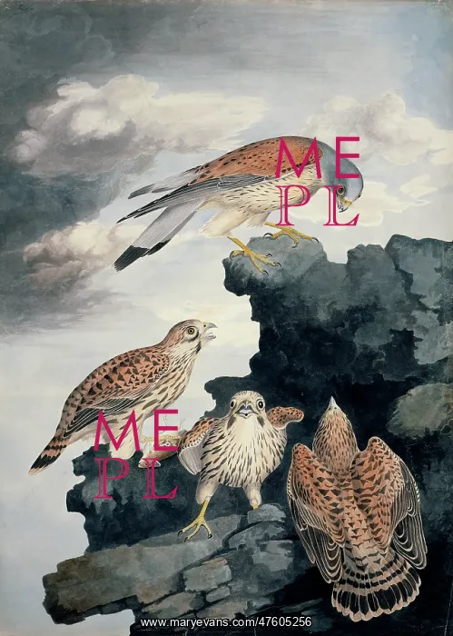 : Falco tinnunculus, common kestrel : Falco tinnunculus, common kestrel