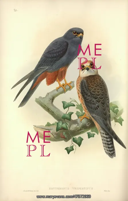 : Falco vespertinus, red-footed falcon : Falco vespertinus, red-footed falcon