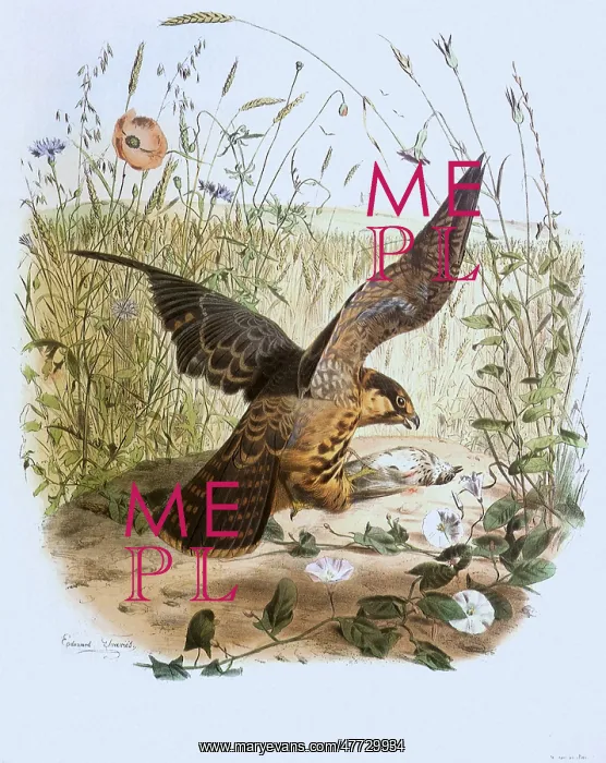  : Falcon