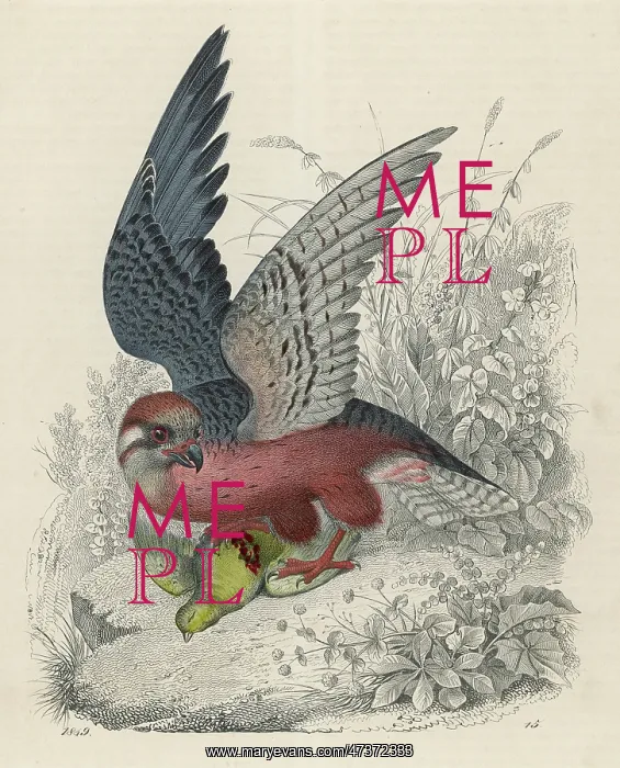 : Falcon and Prey : Falcon and Prey