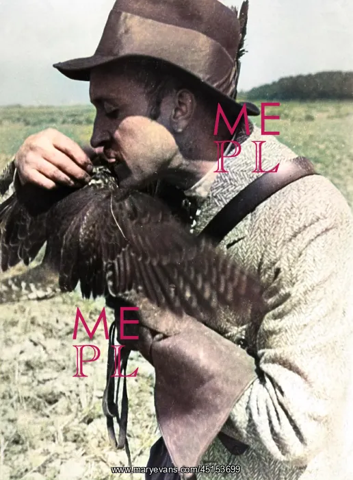 : FALCONRY : FEEDING : FALCONRY : FEEDING