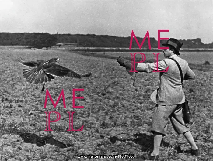  : FALCONRY : REELING IN