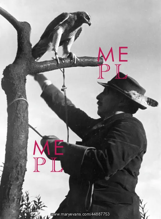 : FALCONRY : ON A TREE : FALCONRY : ON A TREE
