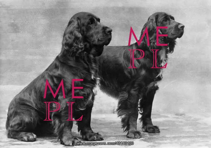 : Fall / 2 Field Spaniels : Fall / 2 Field Spaniels