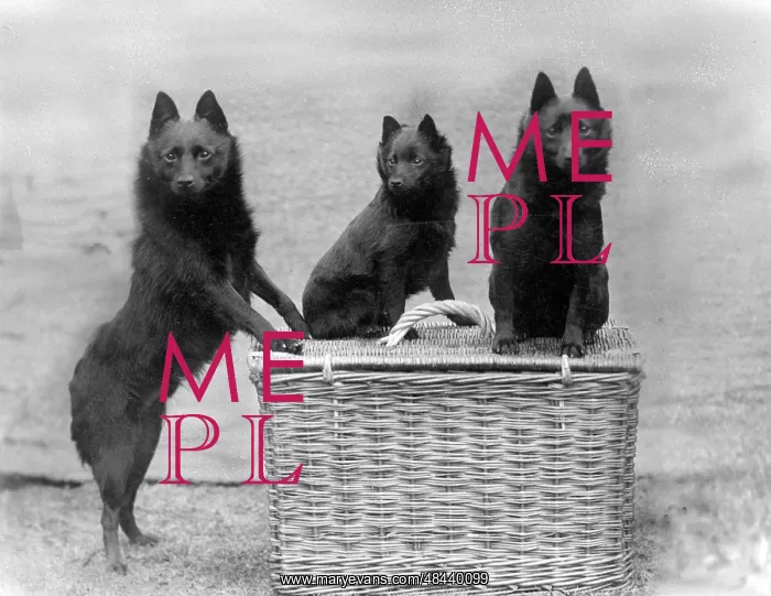 : Fall / 3 black Schipperkes posing on a wicker basket : Fall / 3 black Schipperkes posing on a wicker basket
