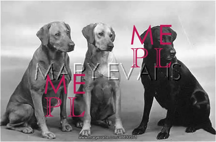 : FALL / 3 LABRADOR DOGS : FALL / 3 LABRADOR DOGS
