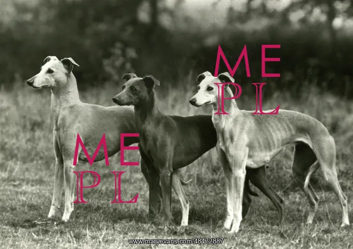 : FALL / 3 WHIPPETS TOGETHER : FALL / 3 WHIPPETS TOGETHER