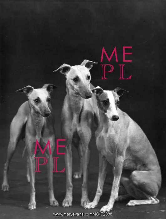 : FALL / 3 WHIPPETS TOGETHER : FALL / 3 WHIPPETS TOGETHER