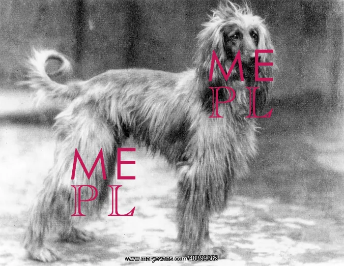 : Fall / Afghan Hound / Champion Sirdar of Ghazni : Fall / Afghan Hound / Champion Sirdar of Ghazni