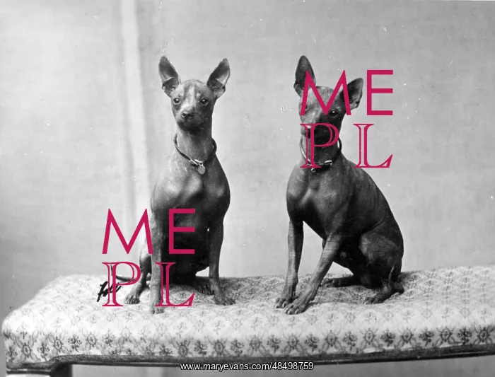 : FALL / AFRICAN HAIRLESS : FALL / AFRICAN HAIRLESS