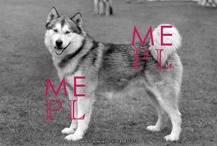 : FALL / ALASKAN MALAMUTE : FALL / ALASKAN MALAMUTE