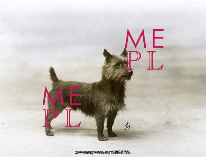  : FALL / AUSTRALIAN TERRIER