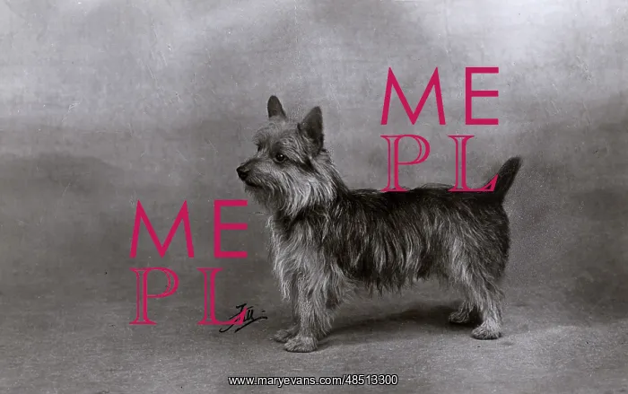 : FALL / AUSTRALIAN TERRIER