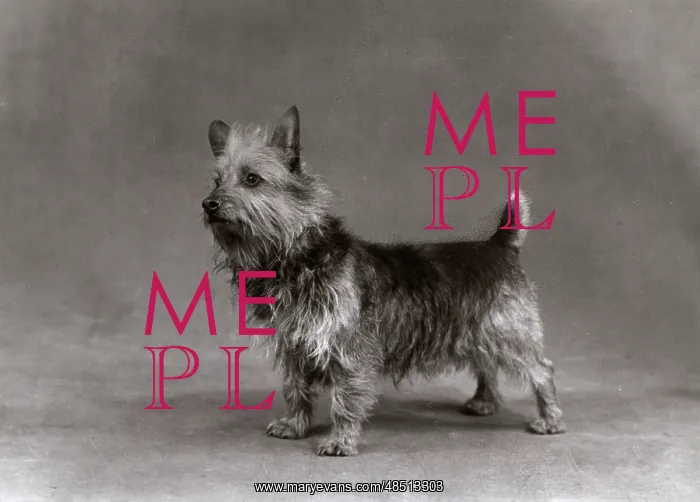  : FALL / AUSTRALIAN TERRIER