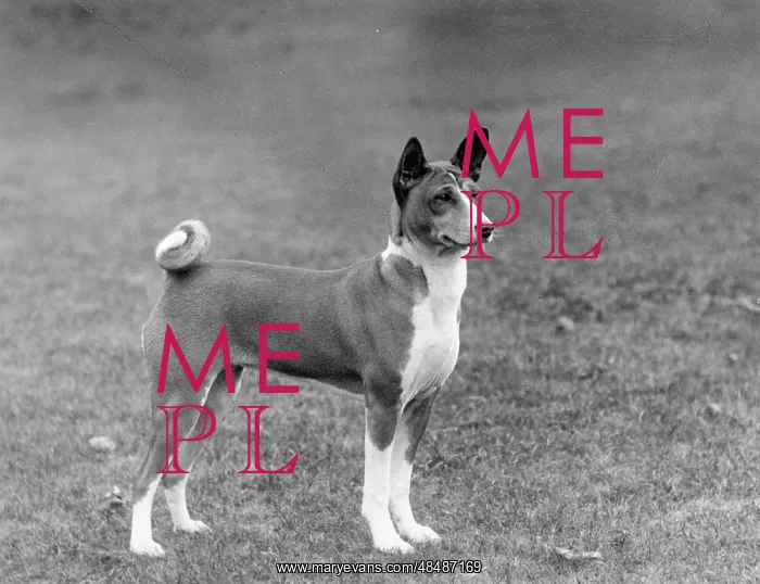 : FALL / BASENJI / 1938 : FALL / BASENJI / 1938