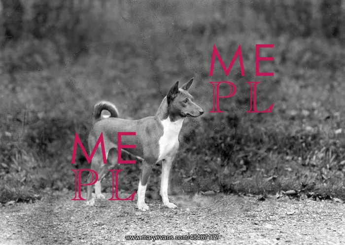  : FALL / BASENJI / 1940