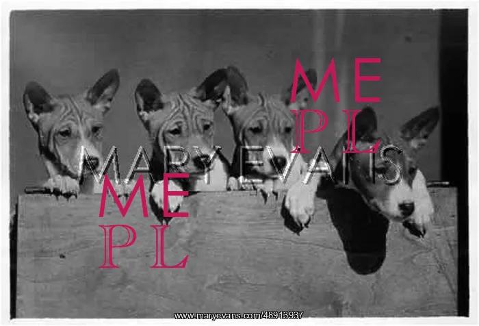 : FALL / BASENJI / 1940 / FOUR : FALL / BASENJI / 1940 / FOUR
