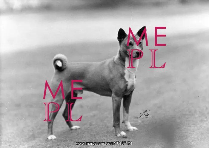  : FALL / BASENJI / 1953
