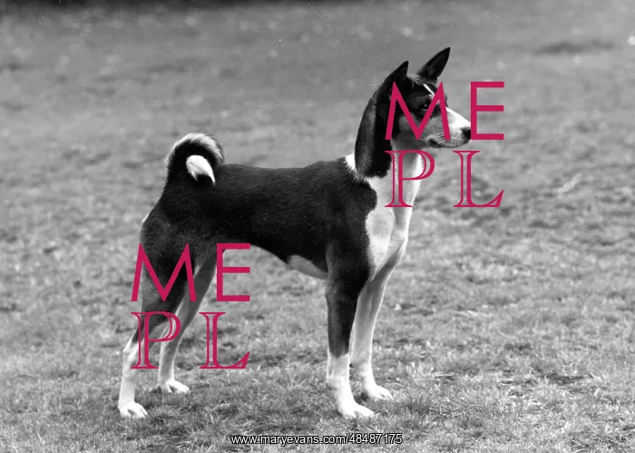  : FALL / BASENJI / 1960