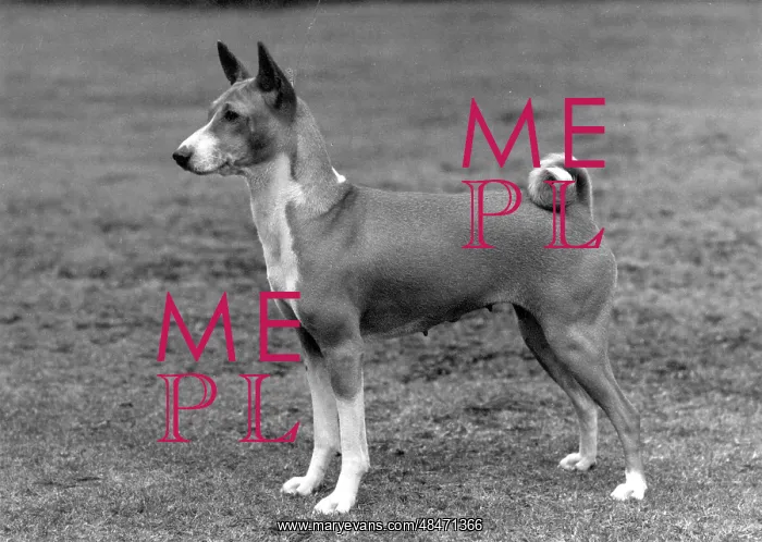  : FALL / BASENJI / 1972