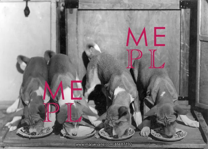 : FALL / BASENJI / EATING : FALL / BASENJI / EATING