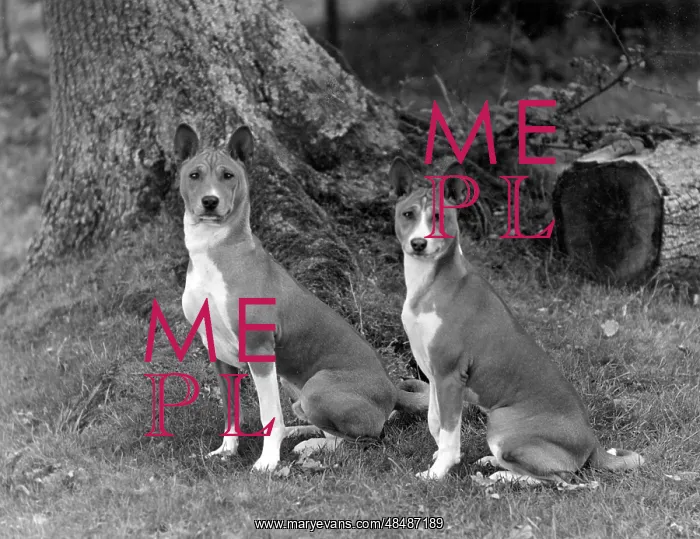: FALL / BASENJI / PAIR / 1938 : FALL / BASENJI / PAIR / 1938
