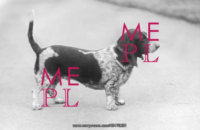  : FALL / BASSETT HOUND / 1936