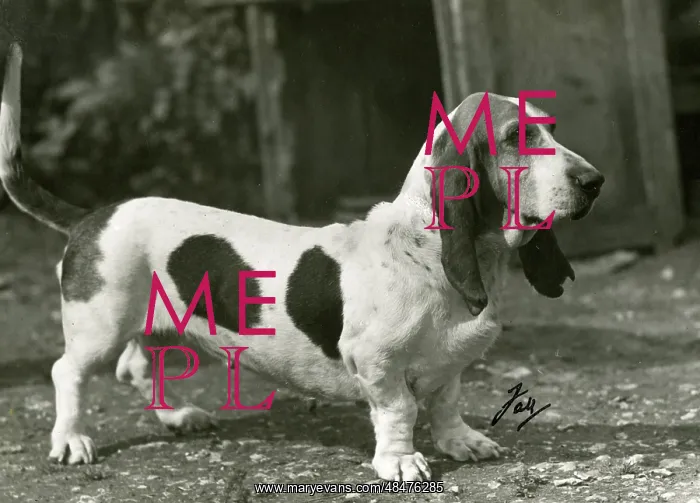  : FALL / BASSETT HOUND / 1946