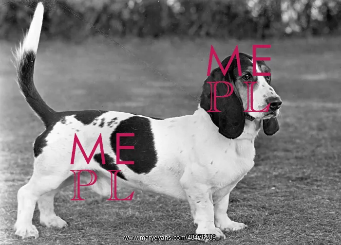  : FALL / BASSETT HOUND / 1949