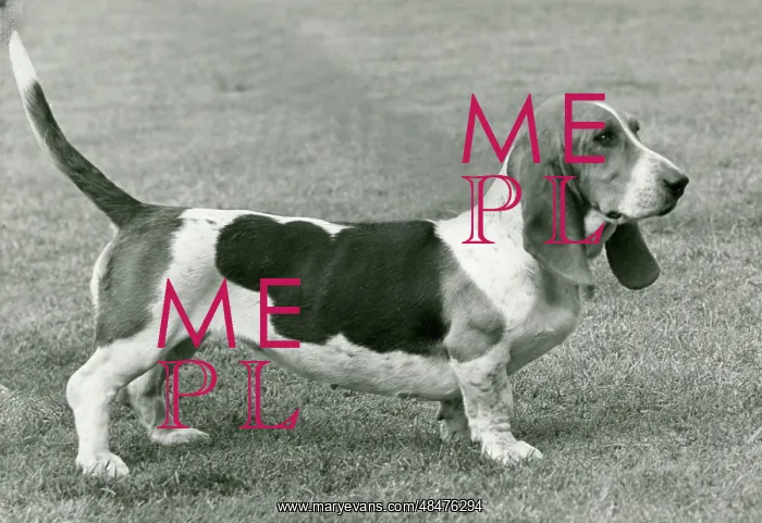  : FALL / BASSETT HOUND / 1952