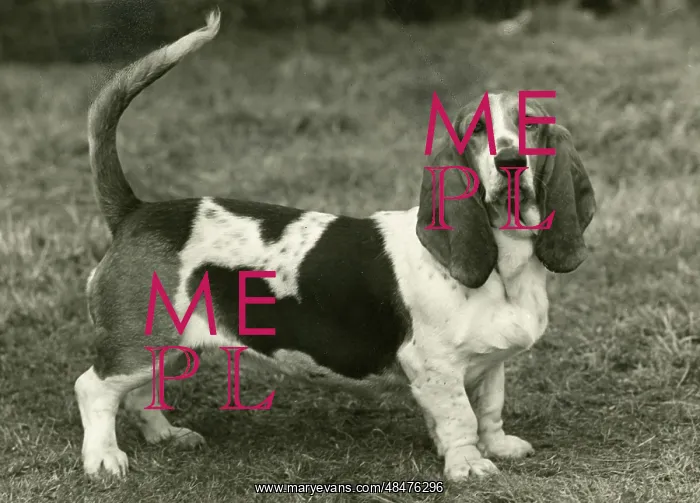  : FALL / BASSETT HOUND / 1954