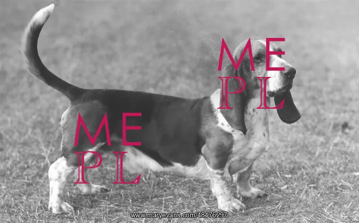  : Fall - Bassett Hound - 1960