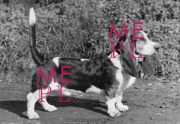  : FALL / BASSETT HOUND / 1968