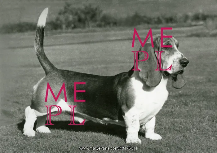 : FALL / BASSETT HOUND / 1975 : FALL / BASSETT HOUND / 1975