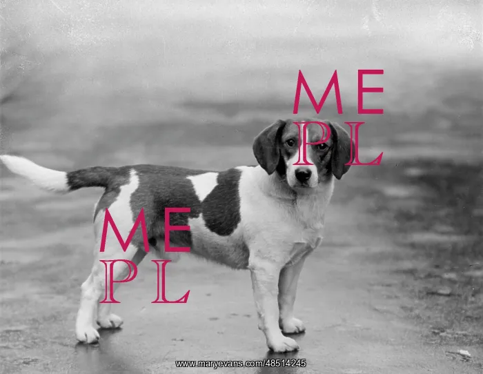  : FALL / BEAGLE / 1932
